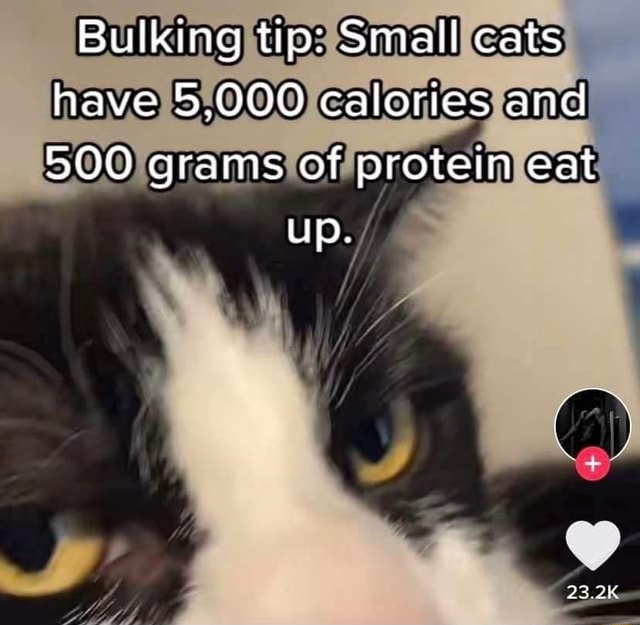 Bulking tip Small cats have 5.000 calories and 500 grams of protein