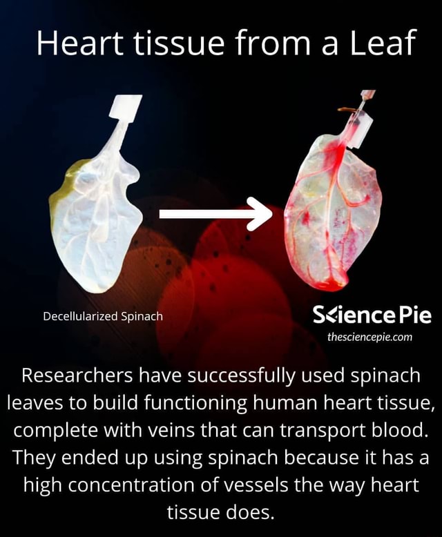 Heart tissue from a Leaf Decellularized Spinach Pie Researchers have