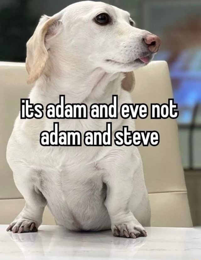 Its Adam And Eve Not Adam And Steve Movie IEs adam and eve not adam and steve - iFunny