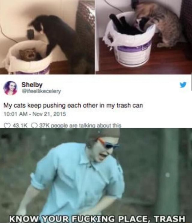 My cats «cep pushing each other nn my trash can - iFunny