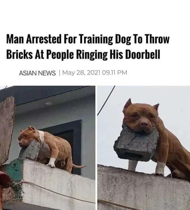 Man Arrested For Training Dog To Throw Bricks At People Ringing His