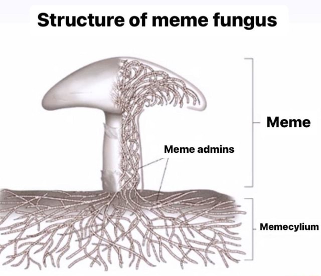 Structure of meme fungus Meme Meme admins Memecylium - iFunny