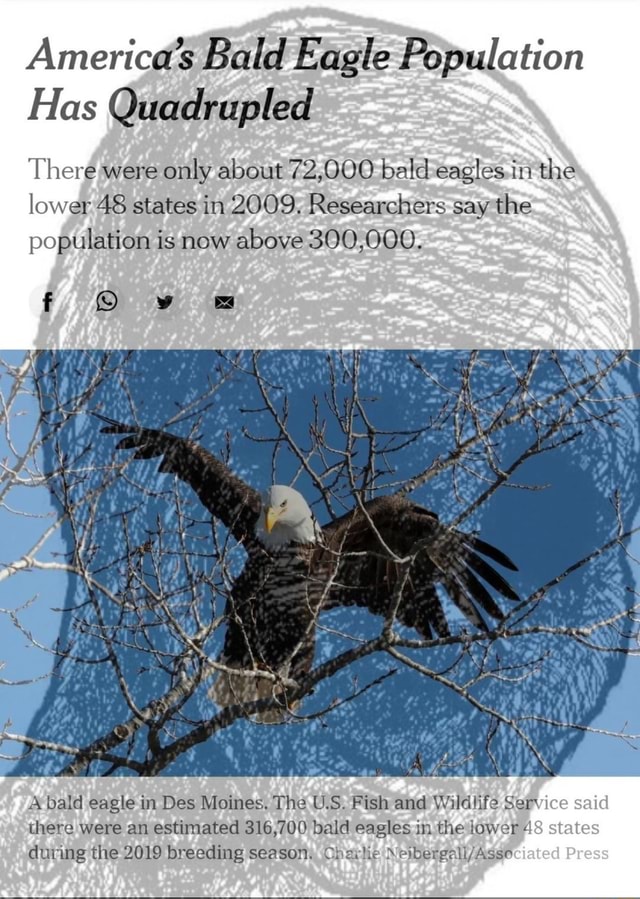 America's Bald Eagle Population las Quadrupled There were only about