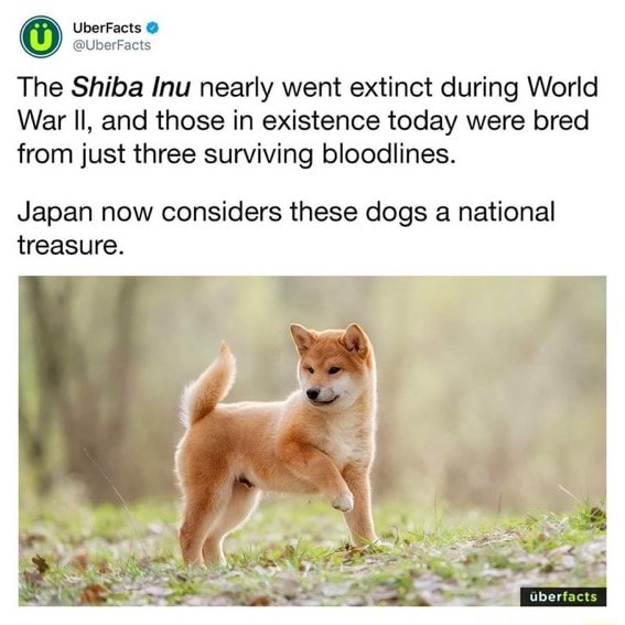 The Shiba Inu nearly went extinct during World War Il, and those in