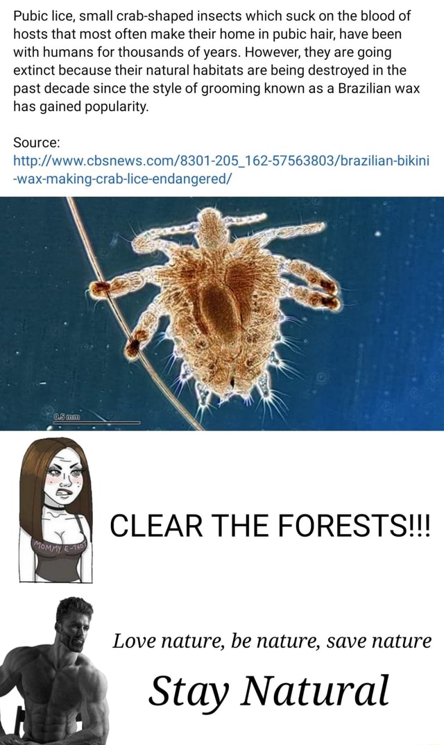 Pubic lice, small crabshaped insects which suck on the blood of hosts