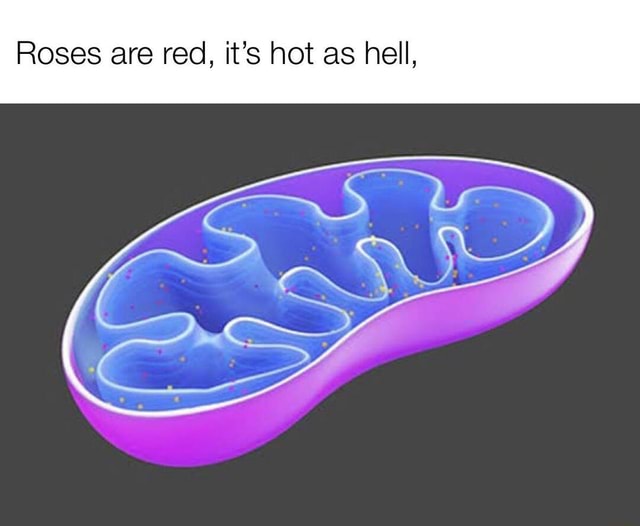 Roses are red, it's hot as hell, iFunny