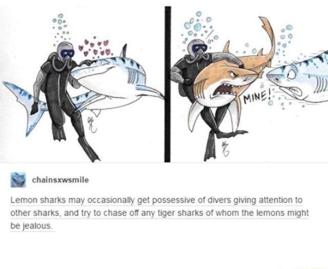 Lemon sharks may occasionally get possessive of divers giving attention
