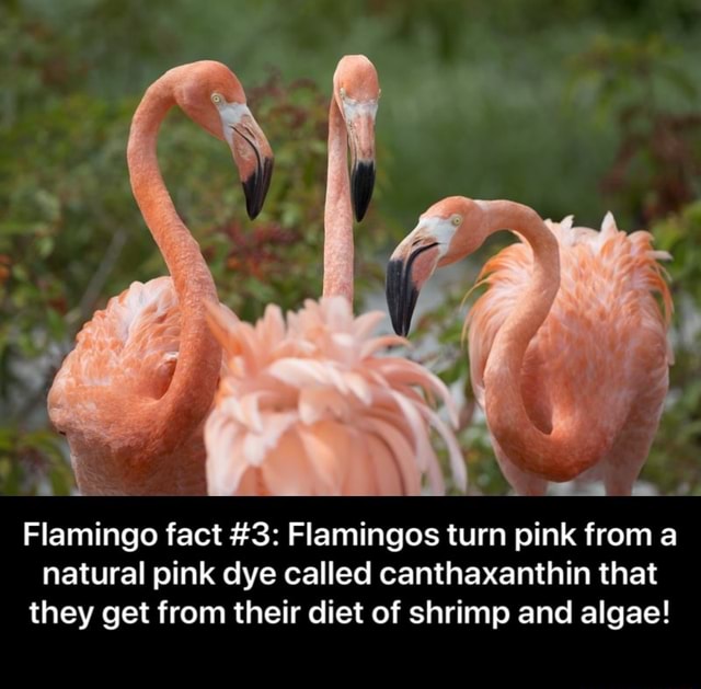 gotta go flamingo food instructions