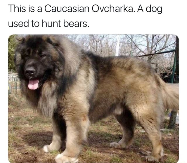 georgian mastiff