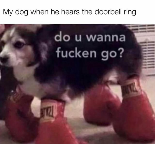 My dog when he hears the doorbell ring do u wanna fucken go? iFunny