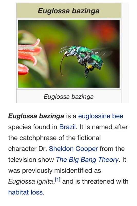 euglossa bazinga