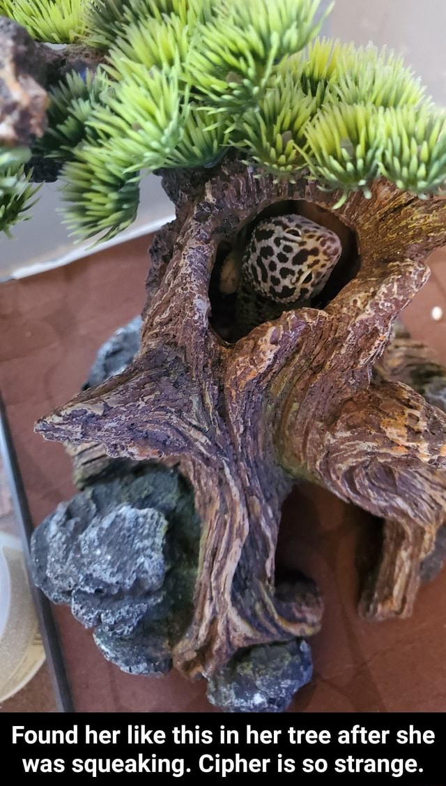 Was squeaking. Cipher is so strange. Found her like this in her tree