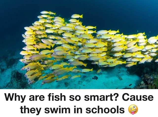 Why are fish so smart? Cause they swim in schools - America’s best pics ...