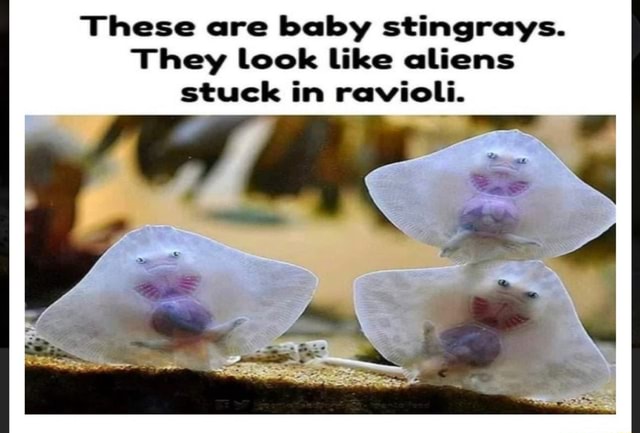These are baby stingrays. They look like aliens stuck in ravioli. - iFunny