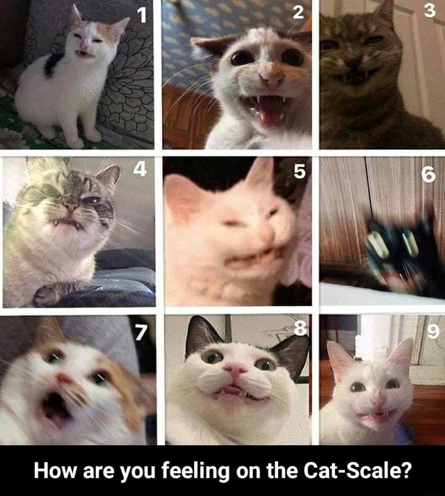 How Are You Feeling On The Cat Scale How Are You Feeling On The Cat Scale