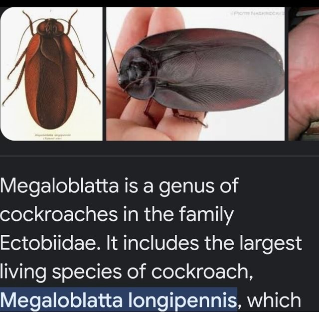 megaloblatta-is-a-genus-of-cockroaches-in-the-family-ectobiidae-it