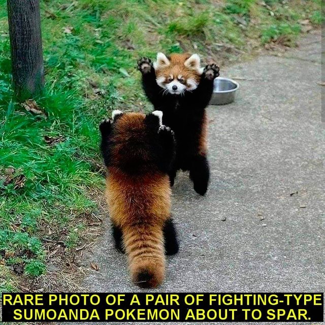 Red Pandas Are Actually Fighting-Type Pokemon! - RARE PHOTO OF A PAIR ...