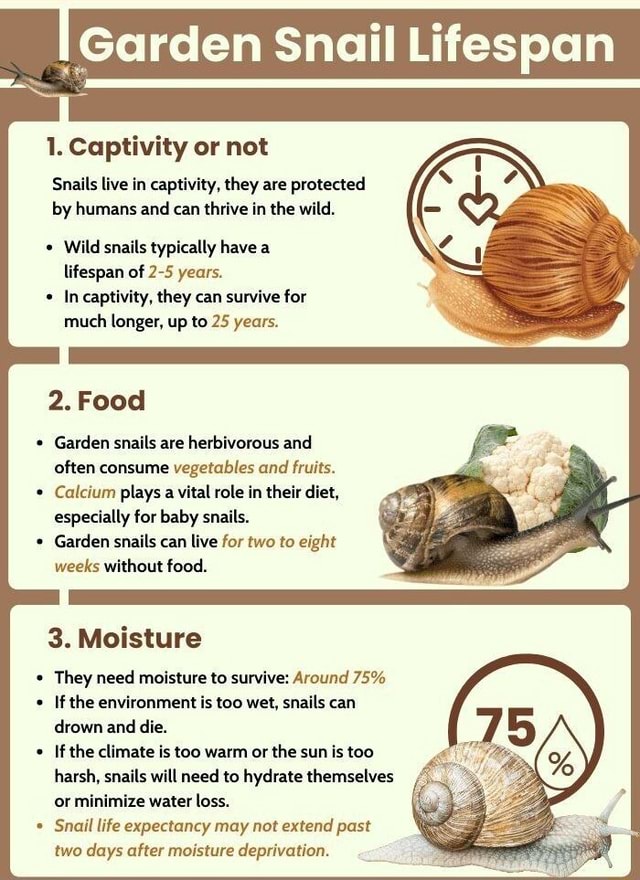 Garden Snail Lifespan 1. Captivity or not Snails live in captivity