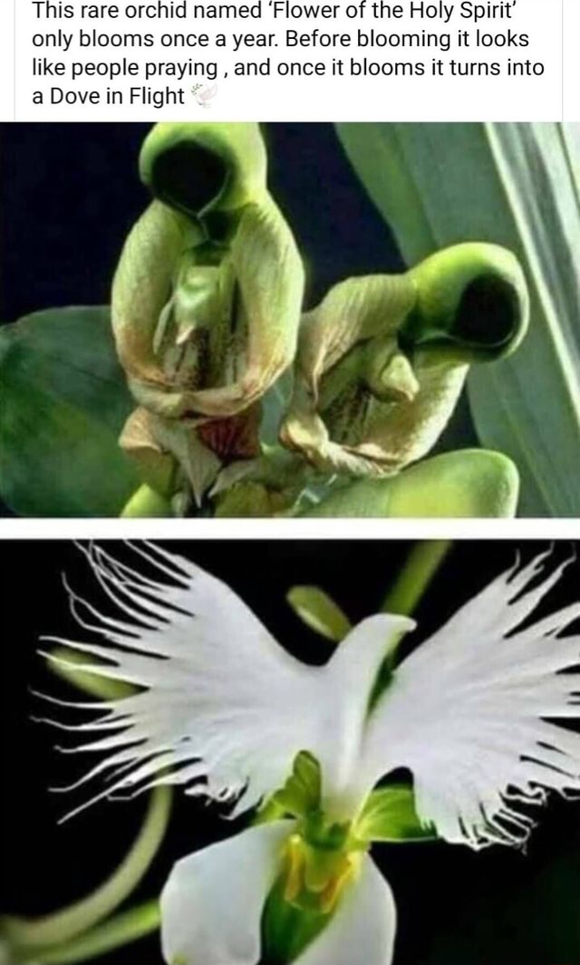 Why This Rare Flower Risks Bringing Spirits to Your Doorstep