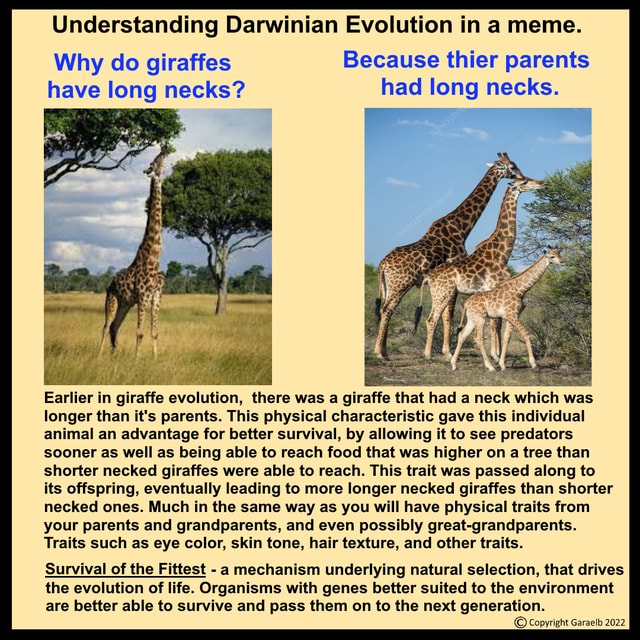 Understanding Darwinian Evolution in a meme. Why do giraffes Because