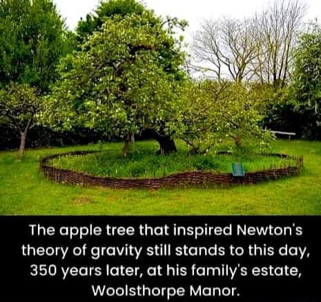 The apple tree that inspired Newton's theory of gravity still stands to ...