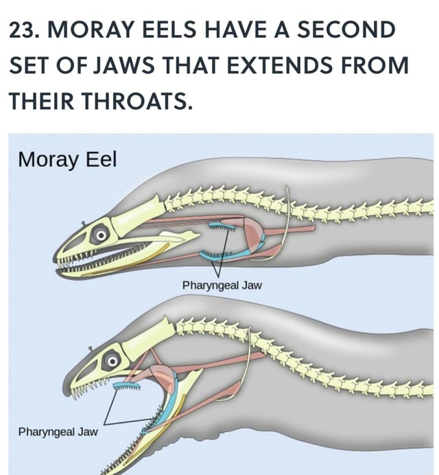 23. MORAY EELS HAVE A SECOND SET OF JAWS THAT EXTENDS FROM THEIR