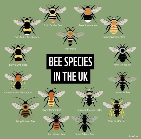 BEE SPECIES IN THE UK )