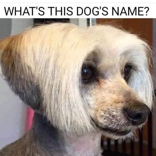 What say you? - WHAT'S THIS DOG'S NAME? - )