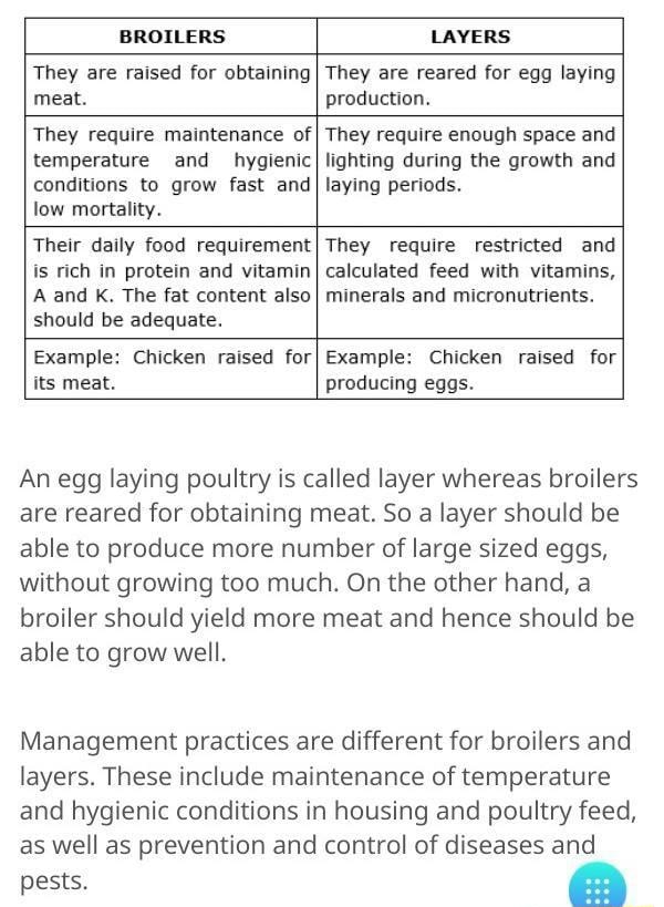 BROILERS LAYERS They are raised for obtaining meat. They are reared for