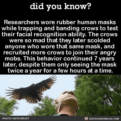 Did you know? Researchers wore rubber human masks while trapping and ...