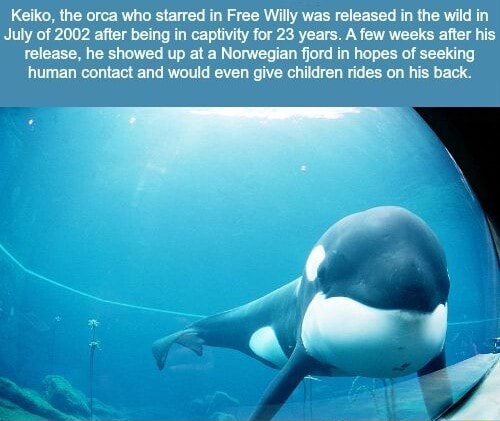 Keiko, the orca who starred in Free Willy was released in the wild in ...