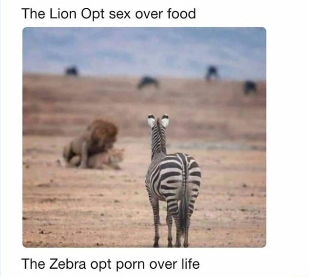 Xxx Zebra - The Lion Opt sex over food The Zebra opt porn over life - )