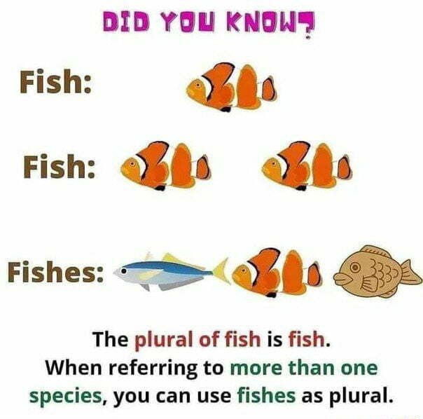 did-you-knons-fish-fish-fishes-the-plural-of-fish-is-fish-when