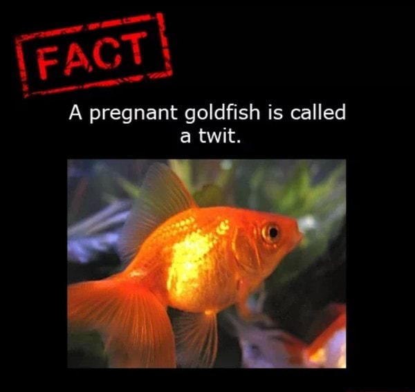 (FACT A pregnant goldfish is called a twit. - )