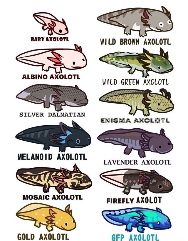 Baby Axolotl Wild Brown Axolotl I Albino Axolotl Wild Green Axolotl Enigma Axolotl Silver Dalmatian Melanoid Axolotl Vender Axolotl Mosaic Axolotl Firefly Axolot Gold Axolotl Gep Axolotl