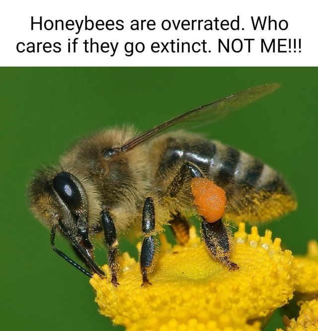 Honeybees are overrated. Who cares if they go extinct. NOT ME!!! - seo ...