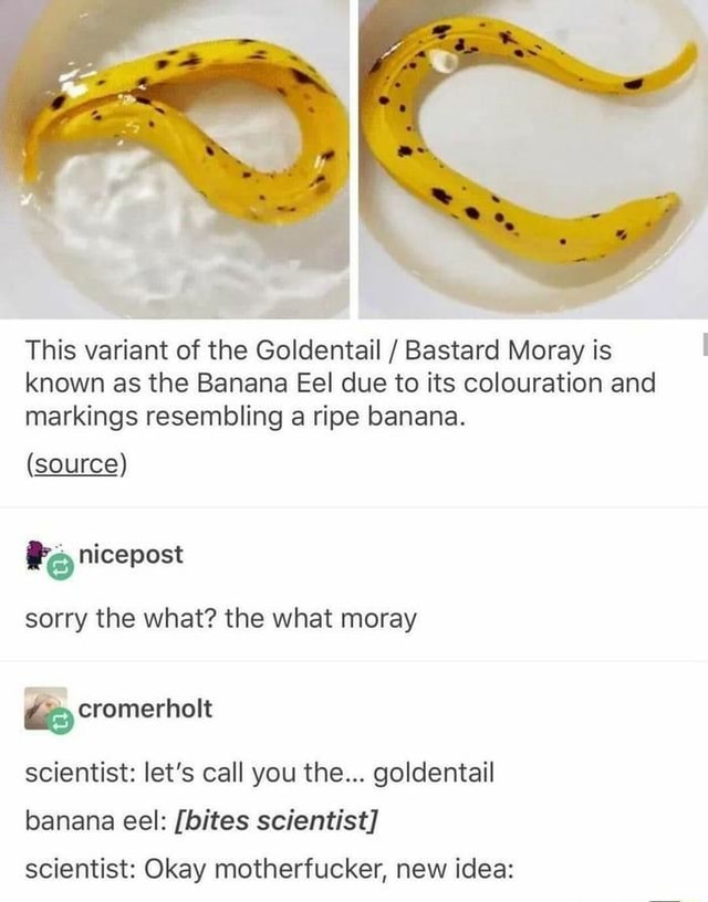 This variant of the Goldentail / Bastard Moray is known as the Banana