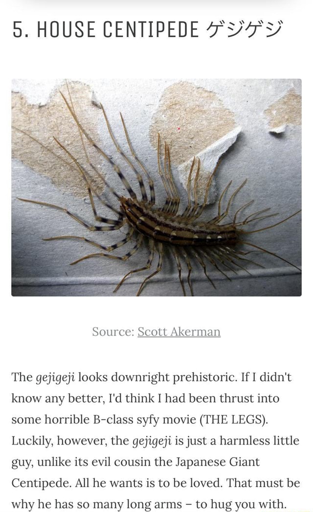 5 House Centipede Source Scott Akerman The Gejigeji Looks Downright Prehistoric If Didn T Know Any Better I D Think I Had Been Thrust Into Some Horrible B Class Syfy Movie The Legs Luckily However The Gejigeji Is Just A Harmless Little Guy Unlike Its