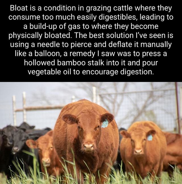 Bloat is a condition in grazing cattle where they consume too much