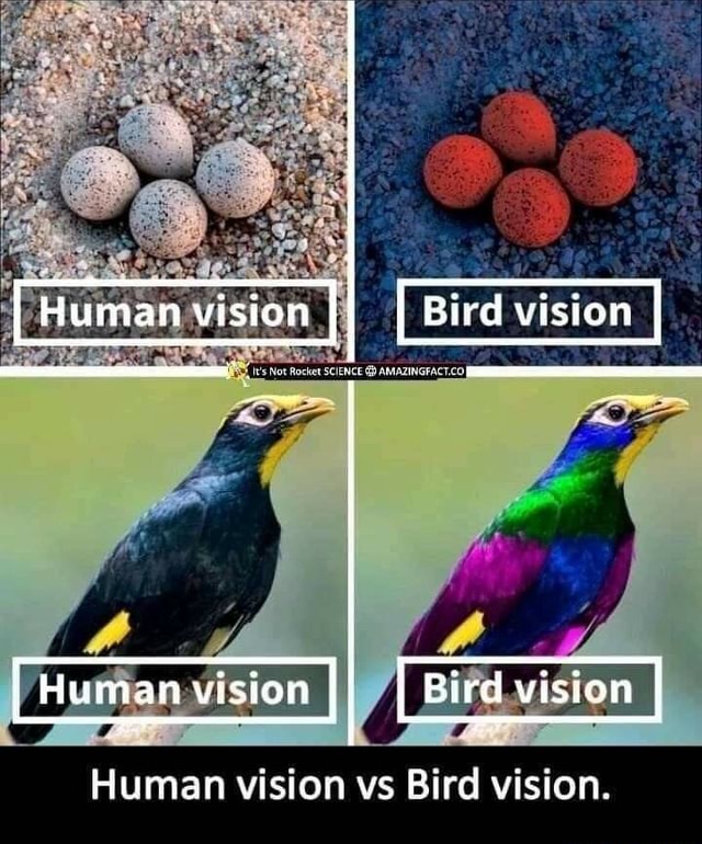 Human Vision Bird Vision I Human Vision I Bird Vision Human Vision Vs Bird Vision Ifunny