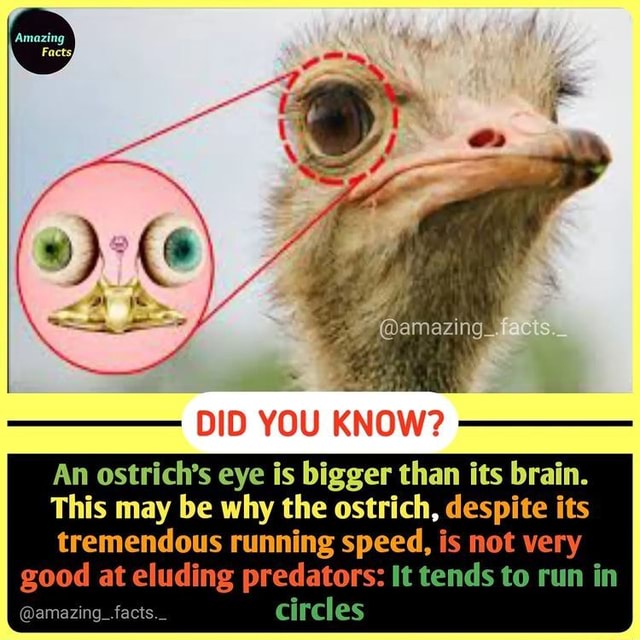 amazing_f DID YOU KNOW? DID An ostrich's eye is bigger than its brain