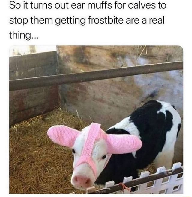 So it turns out ear muffs for calves to stop them getting frostbite are