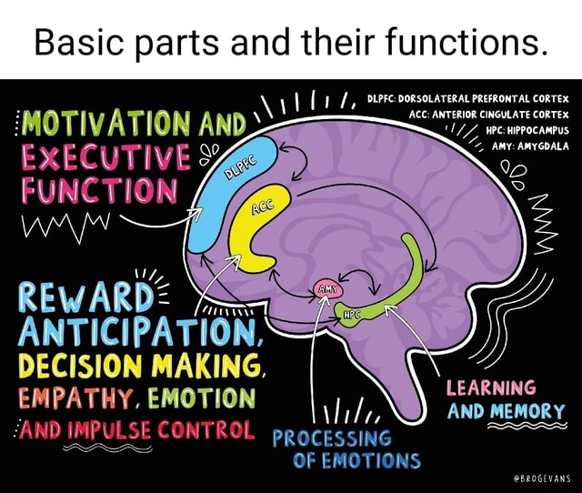 Basic Parts And Their Functions I Dlpfc Dorsolateral Prefrontal Cortex Acc Anterior Cingulate 3405