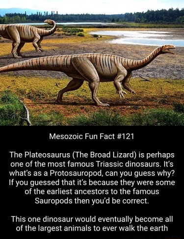 Mesozoic Fun Fact #121 The Plateosaurus (The Broad Lizard) is perhaps ...