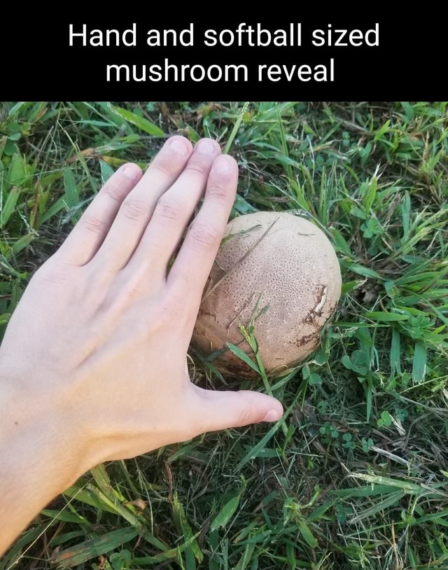 Hand and softball sized mushroom reveal iFunny