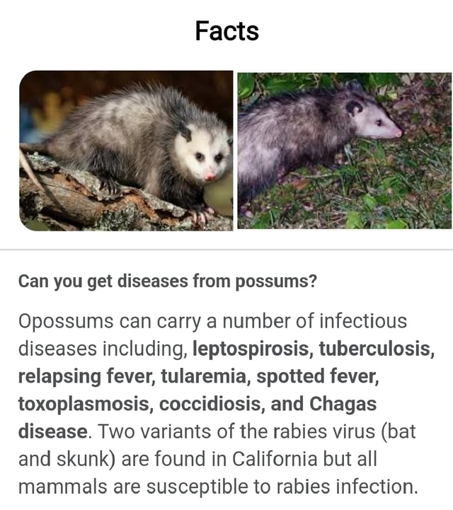 Facts Can you get diseases from possums? Opossums can carry a number of
