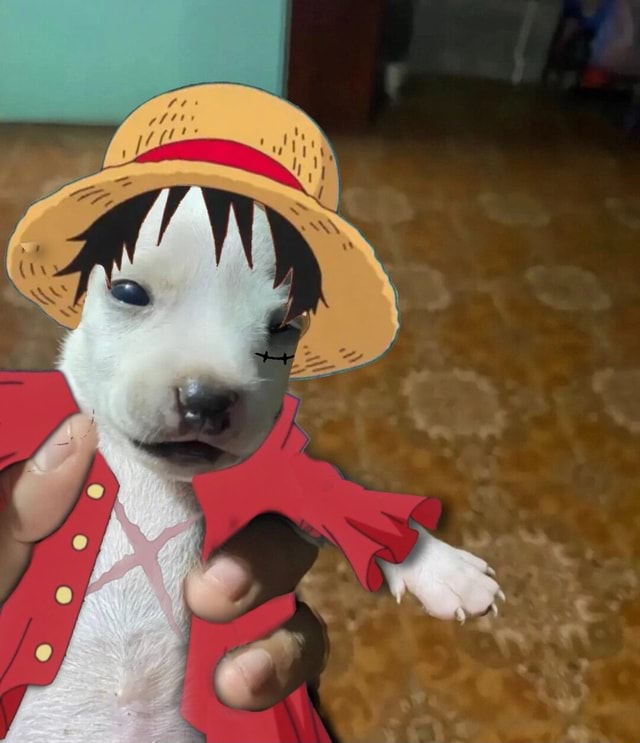 Dog With Hat Meme Anime