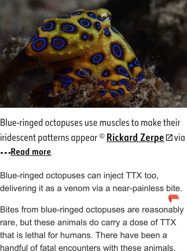 Blueringed octopuses use muscles to make their iridescent patterns