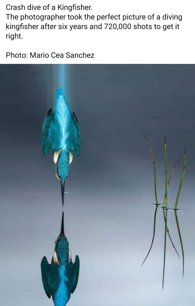 Crash dive of a Kingfisher. The photographer took the perfect picture