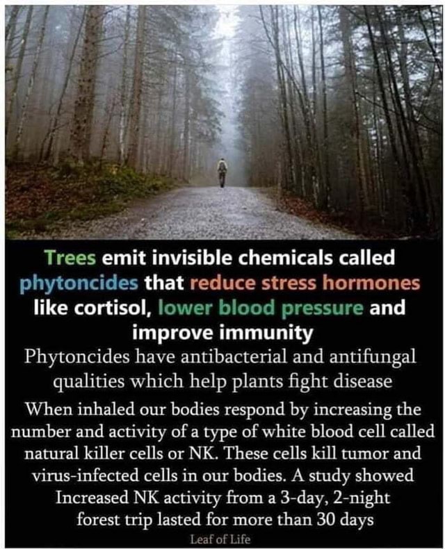 Trees emit invisible chemicals called phytoncides that reduce stress